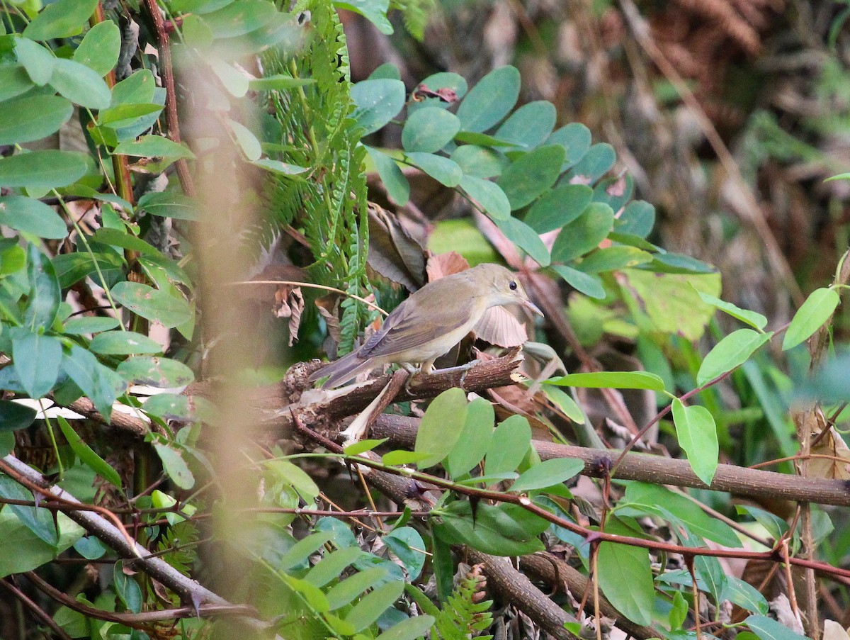 Marsh Warbler - ML623671600