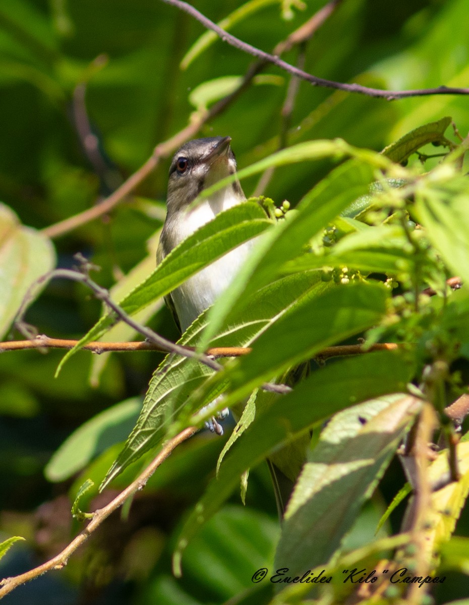 Black-whiskered Vireo - ML623671601