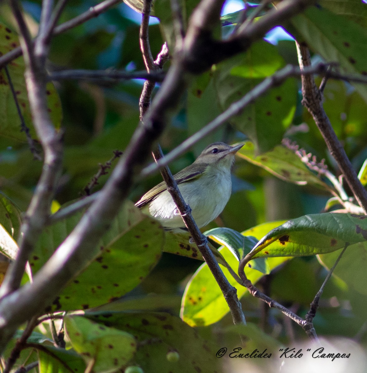 Black-whiskered Vireo - ML623671602