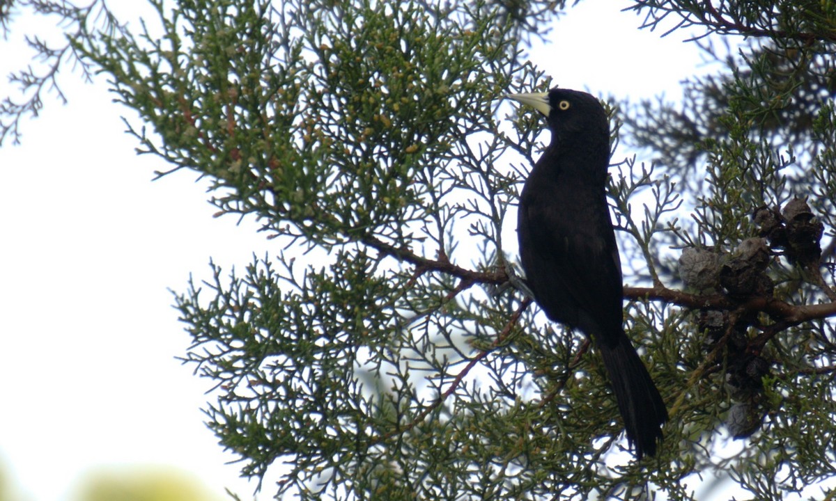 Yellow-billed Cacique - ML623671612