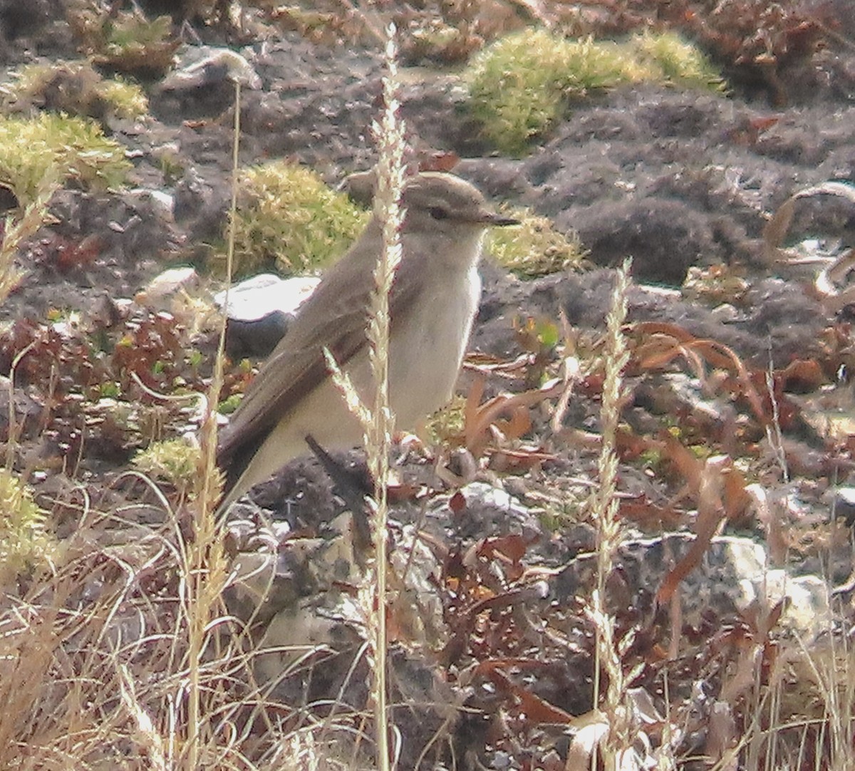 Cinereous Ground-Tyrant - Kathy Hart