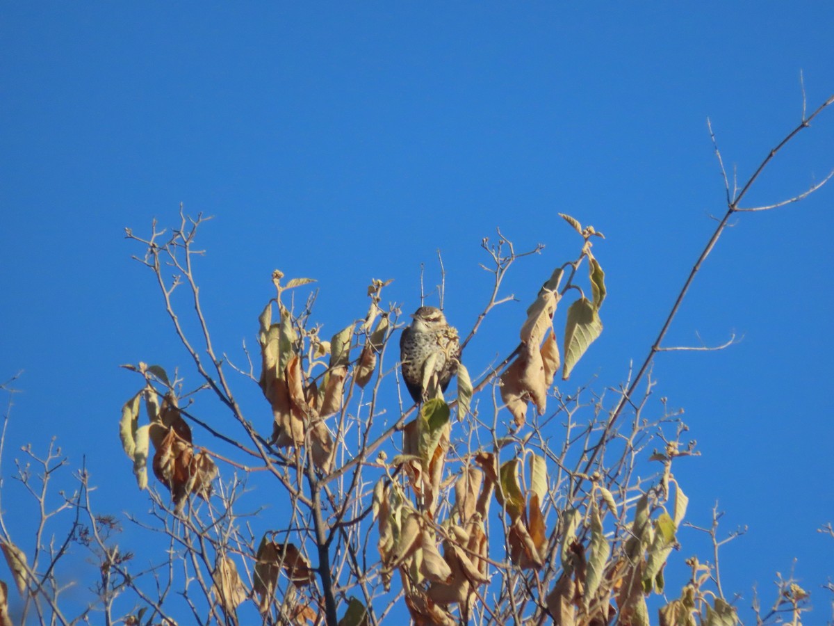 Boucard's Wren - ML623671671