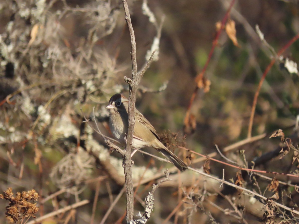 Rufous-crowned Sparrow - ML623671684