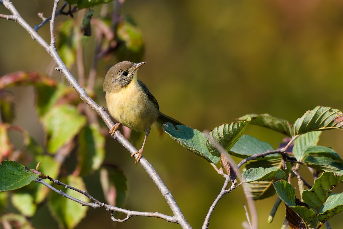 Common Yellowthroat - ML623671697