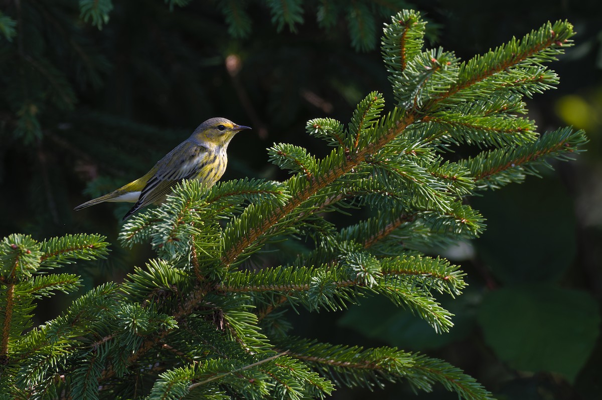 Cape May Warbler - ML623671703