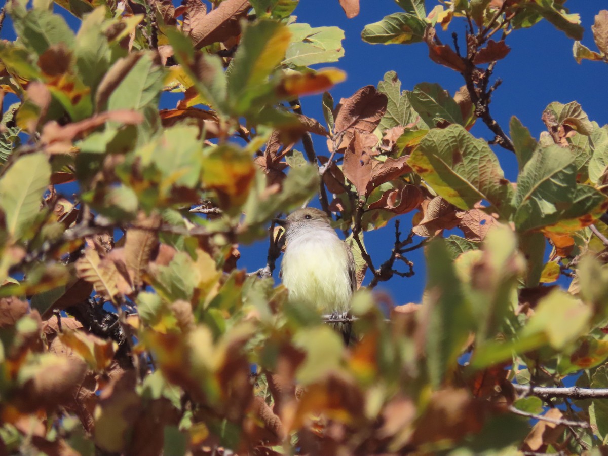 Nutting's Flycatcher (Nutting's) - ML623671718