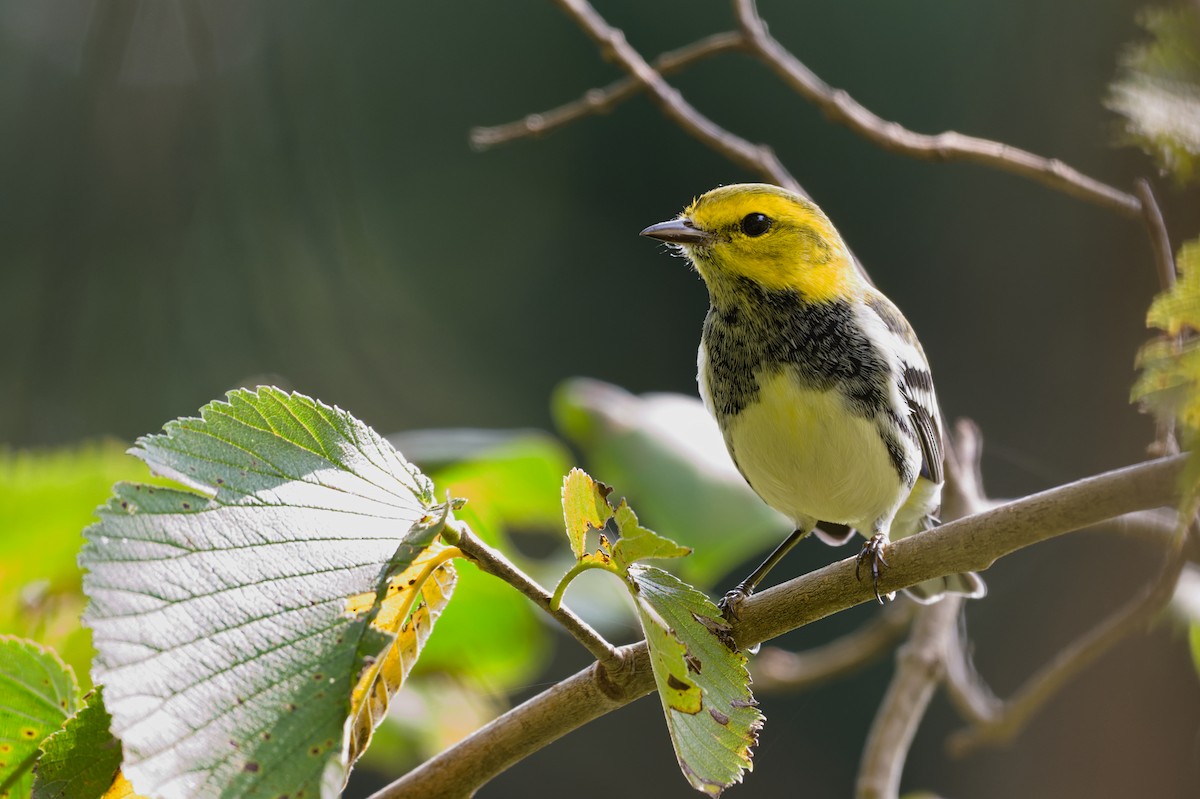 Black-throated Green Warbler - ML623671731