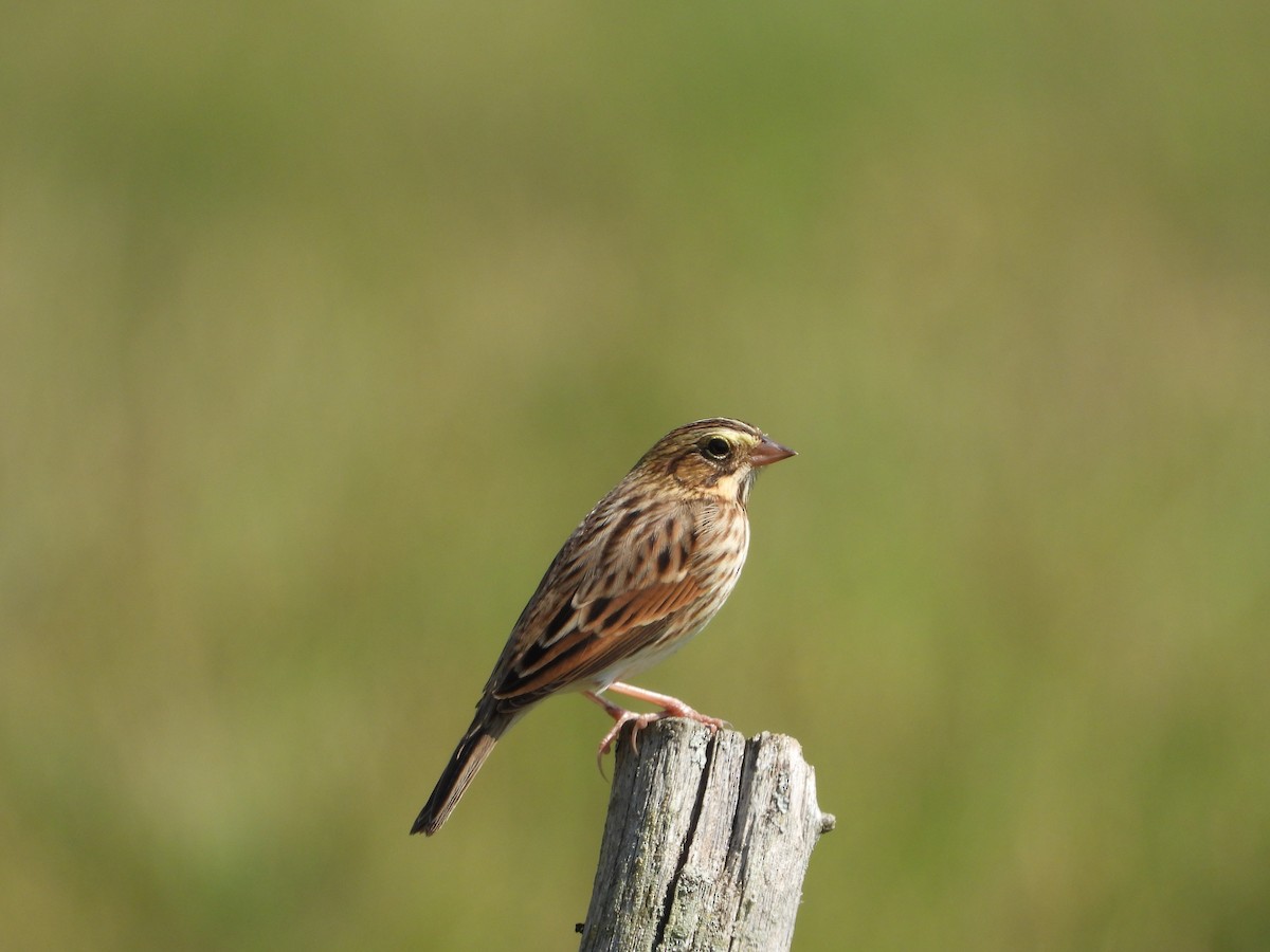 Savannah Sparrow - Marc Roy