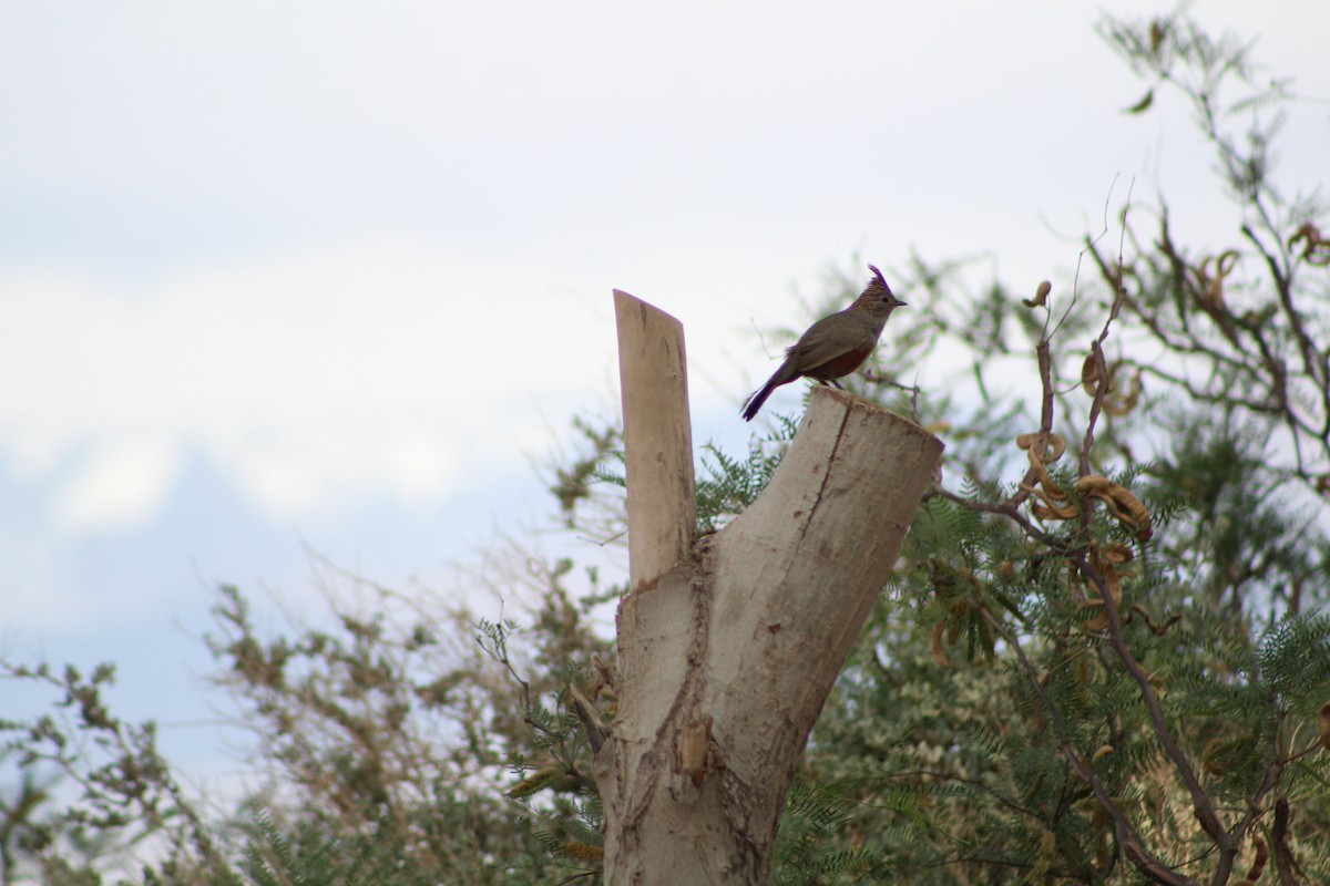 Schopftapaculo - ML623671797