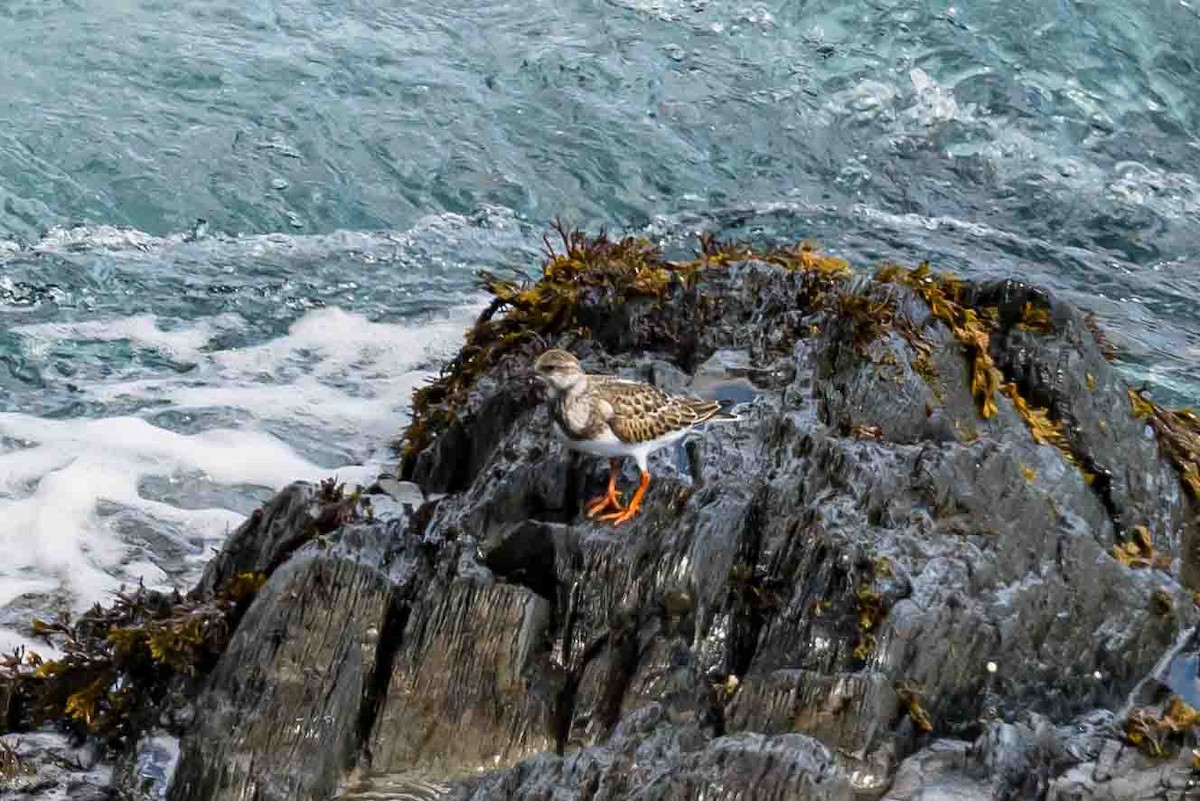 Ruddy Turnstone - ML623671805