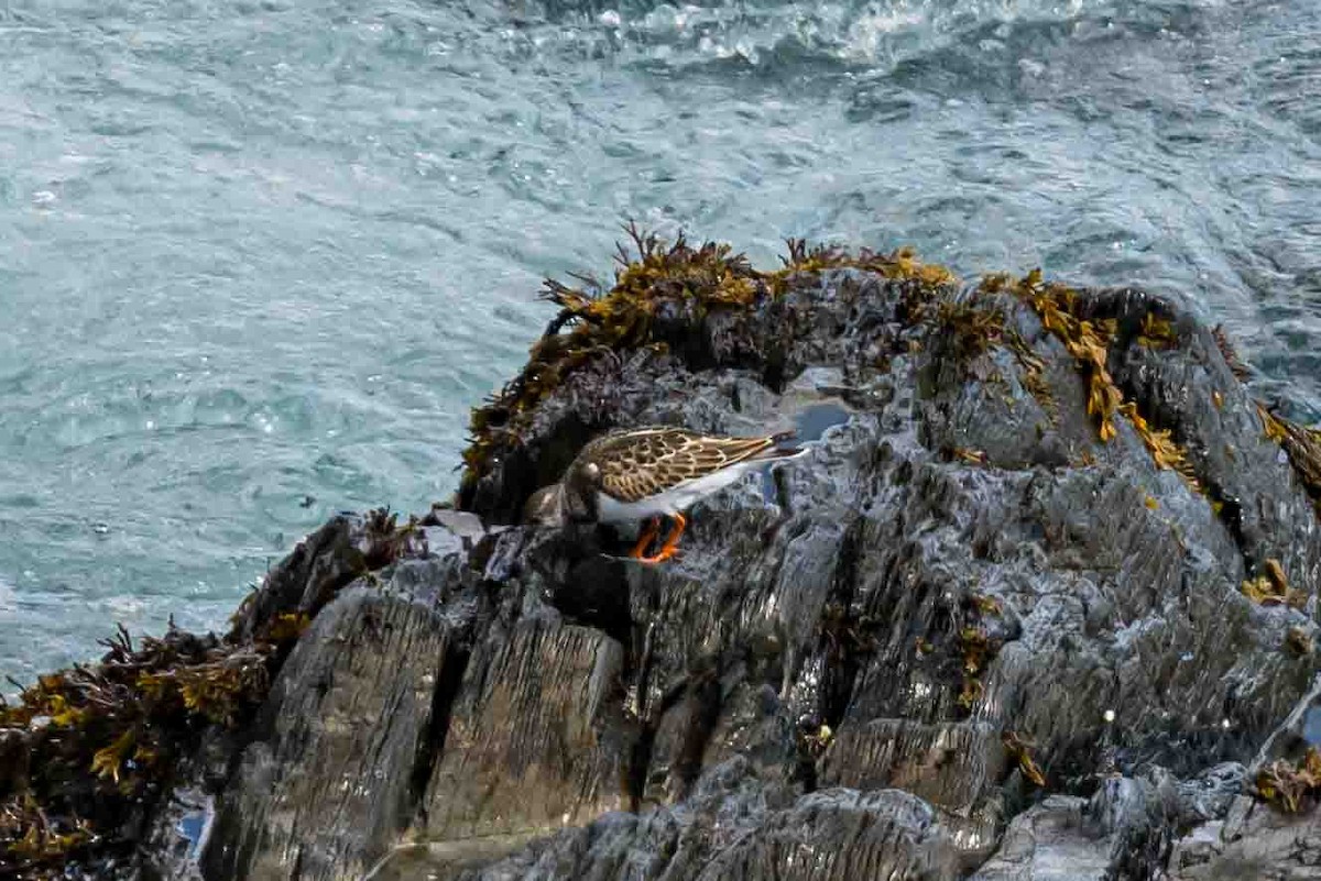 Ruddy Turnstone - ML623671806