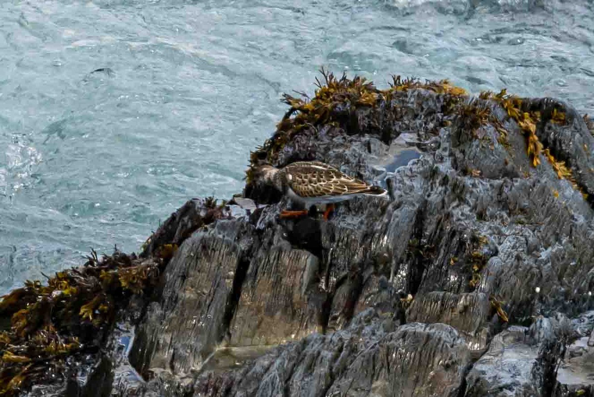 Ruddy Turnstone - ML623671807