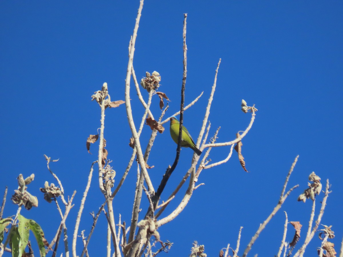 Elegant Euphonia - ML623671812