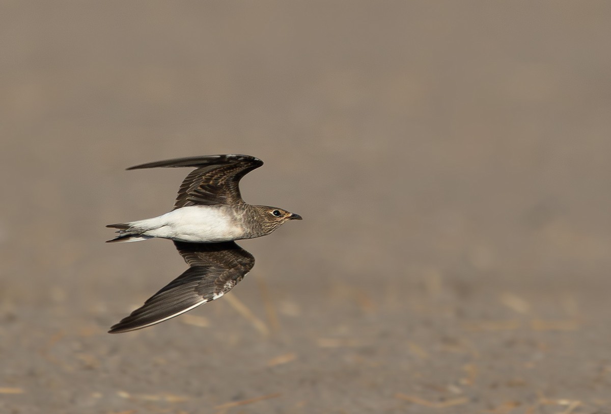 Black-winged Pratincole - ML623671816