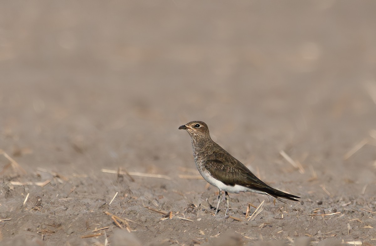 Black-winged Pratincole - ML623671817