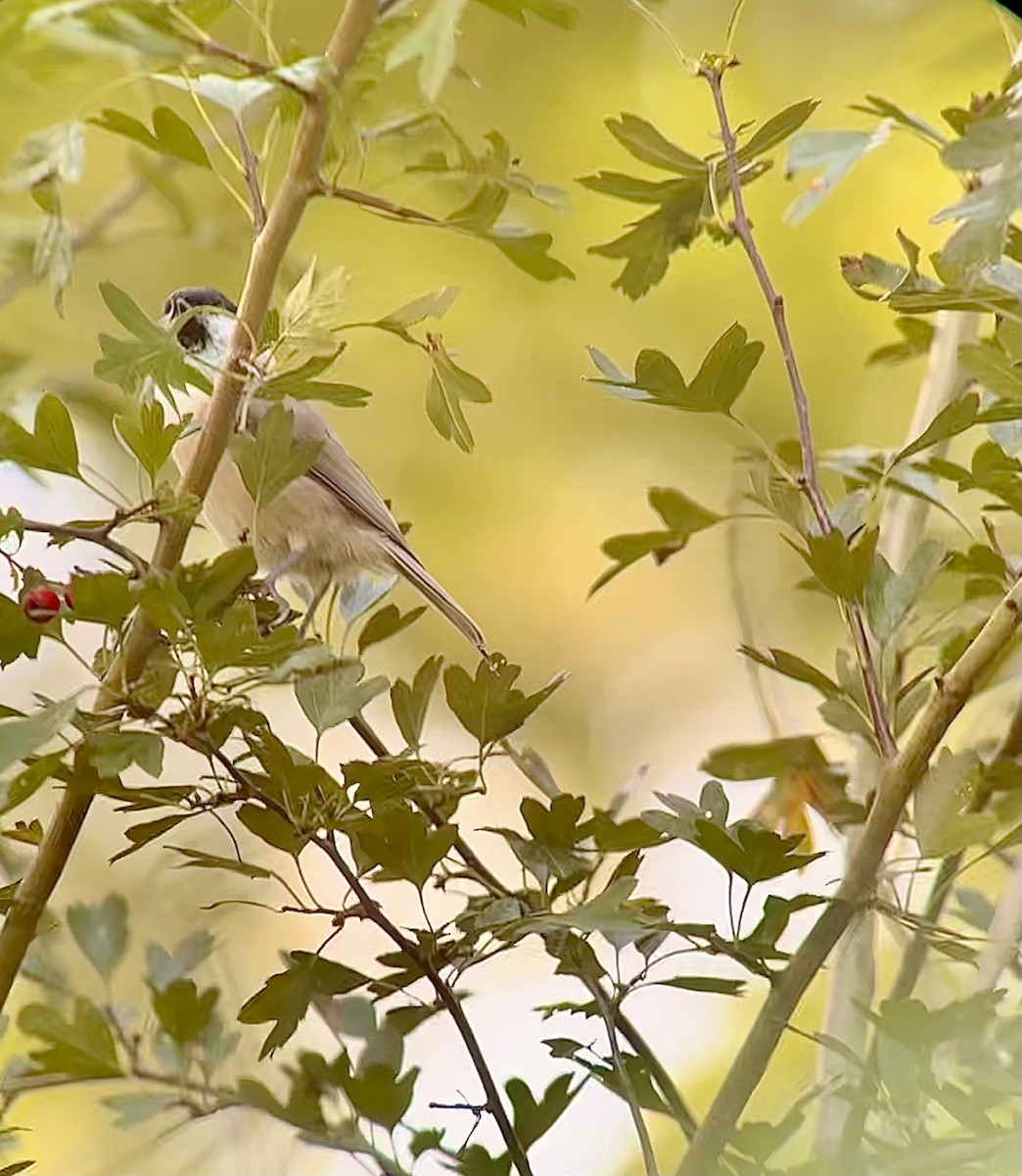 Marsh Tit - ML623671839