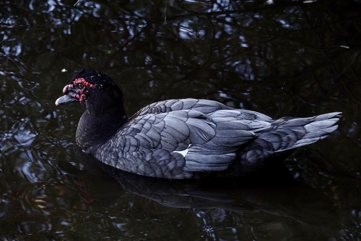 Muscovy Duck (Domestic type) - ML623671842