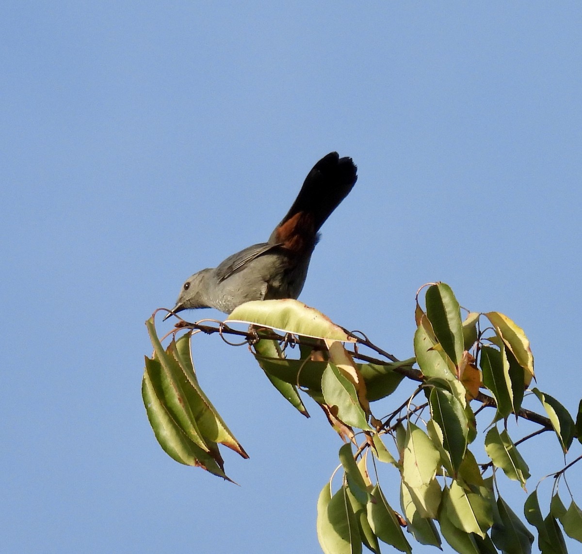 ימימן אמריקני - ML623671856