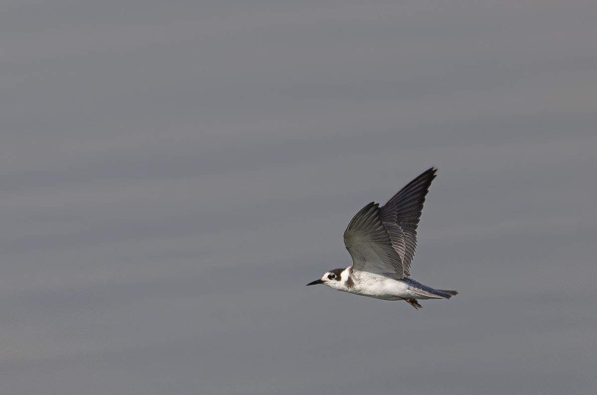 Black Tern - ML623671862