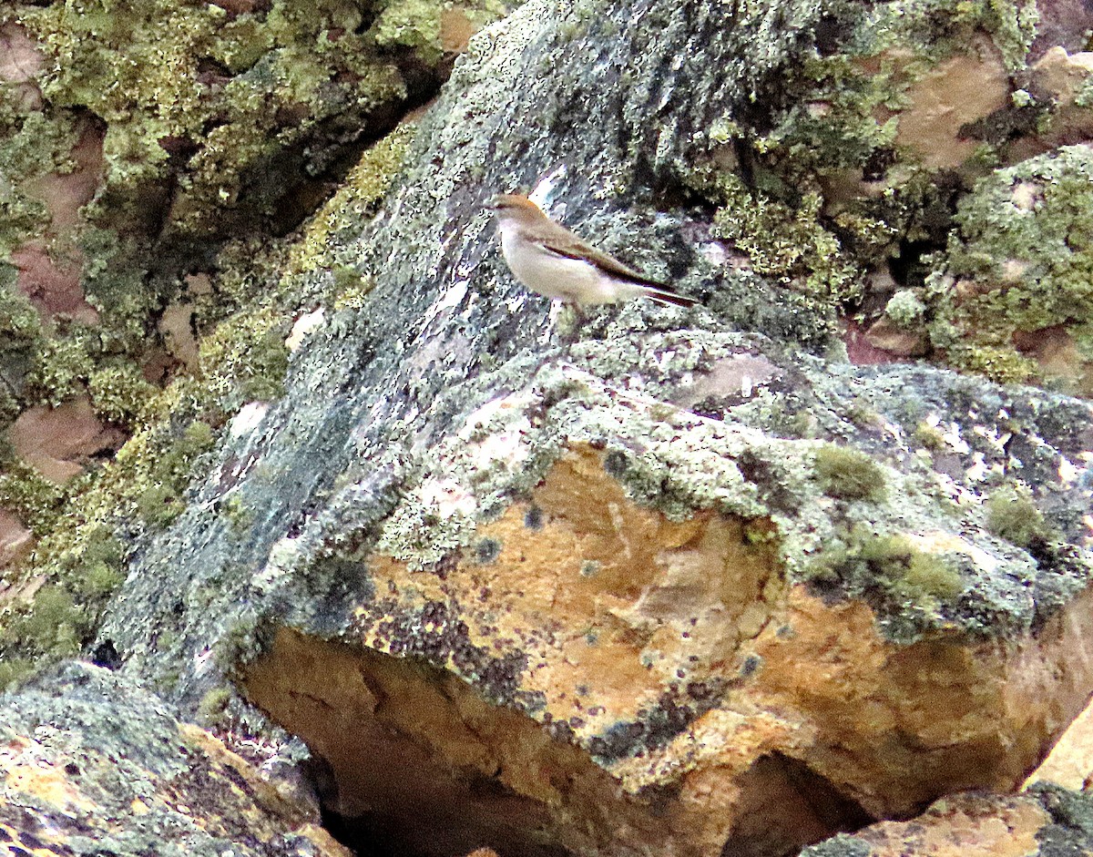 White-browed Ground-Tyrant - Kathy Hart