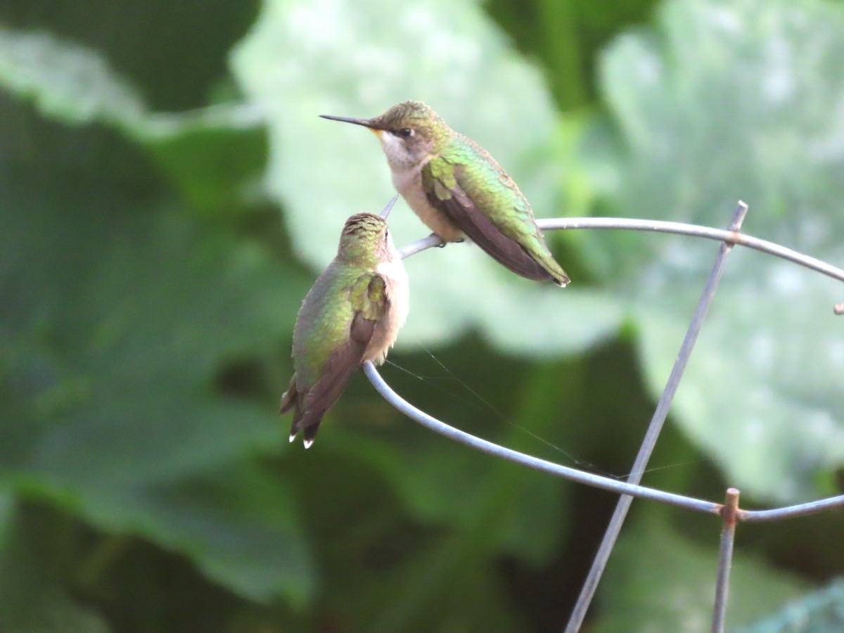 Ruby-throated Hummingbird - ML623671879