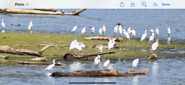 Snowy Egret - ML623671884