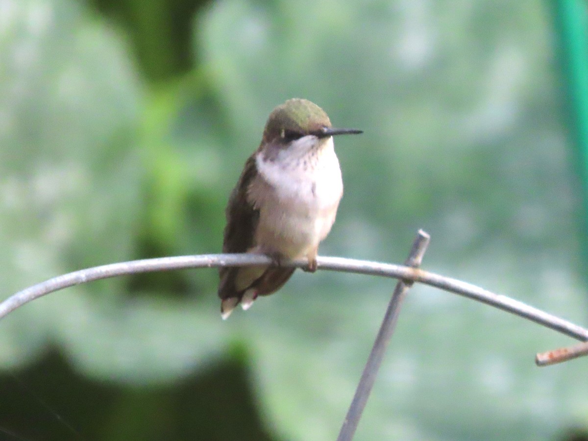 Ruby-throated Hummingbird - ML623671898