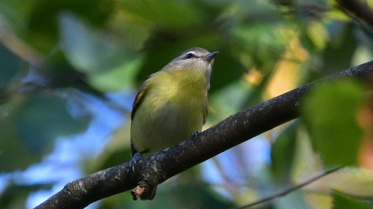 Philadelphia Vireo - Carl Winstead