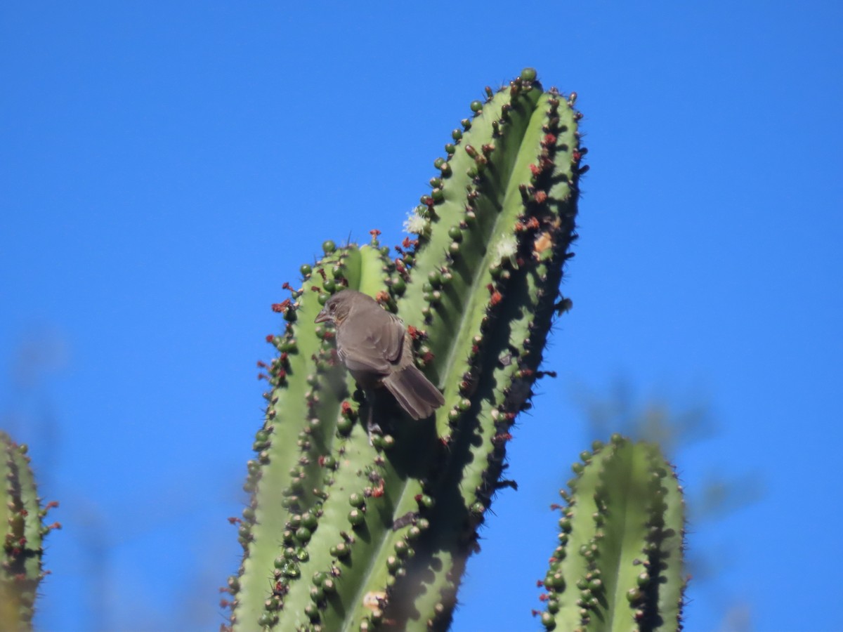 White-throated Towhee - ML623671973