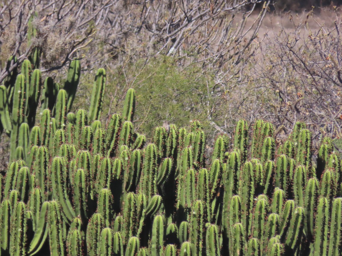 Carpintero Pechigrís - ML623672002