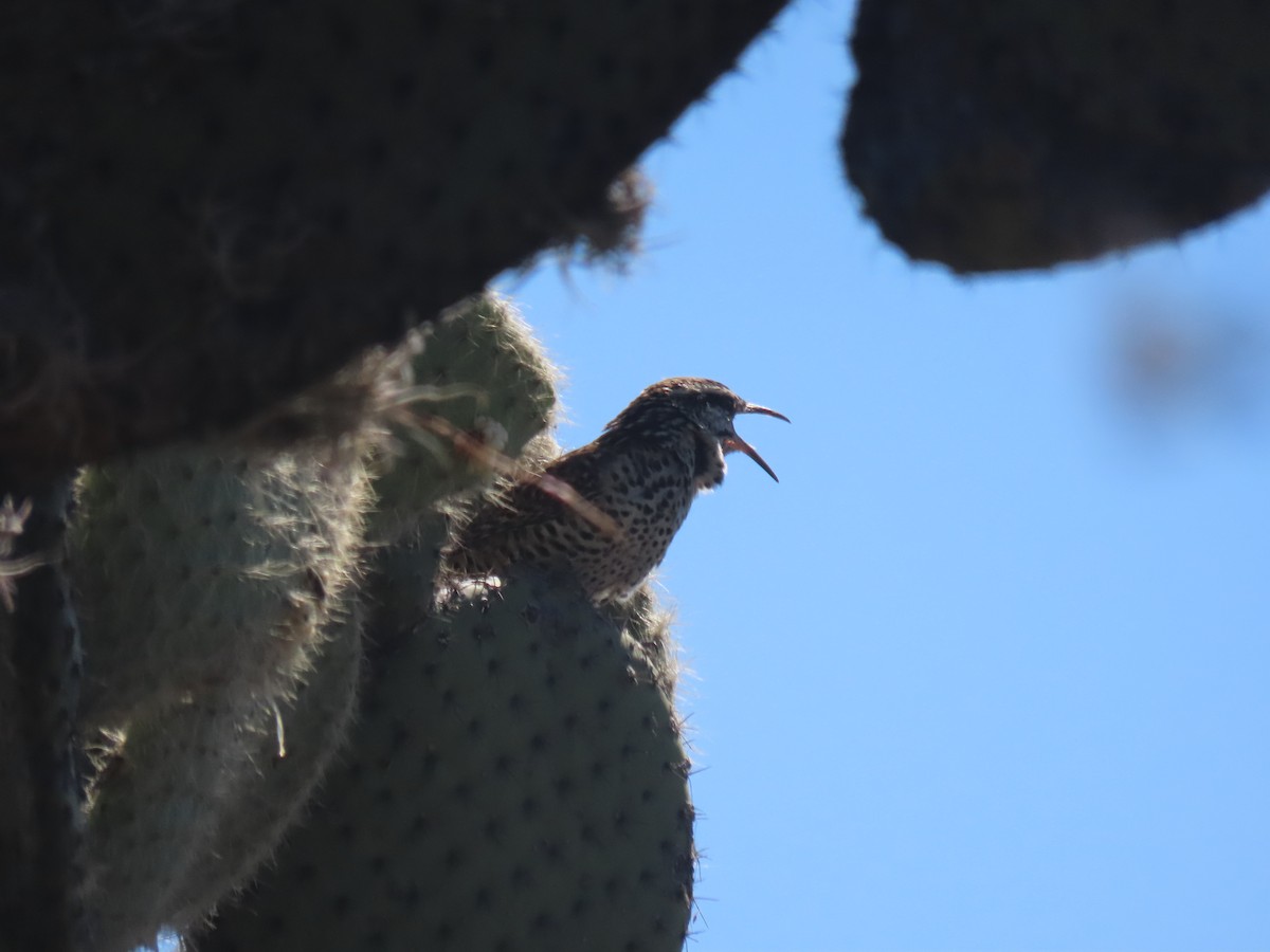 Boucard's Wren - ML623672022