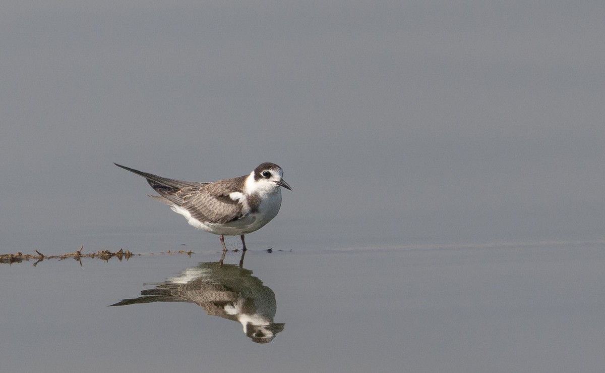 Black Tern - ML623672047