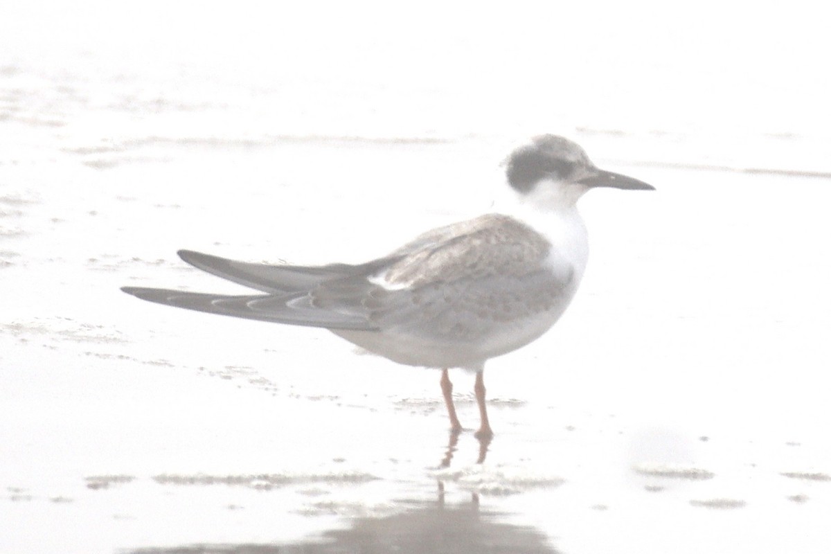 Forster's Tern - ML623672079