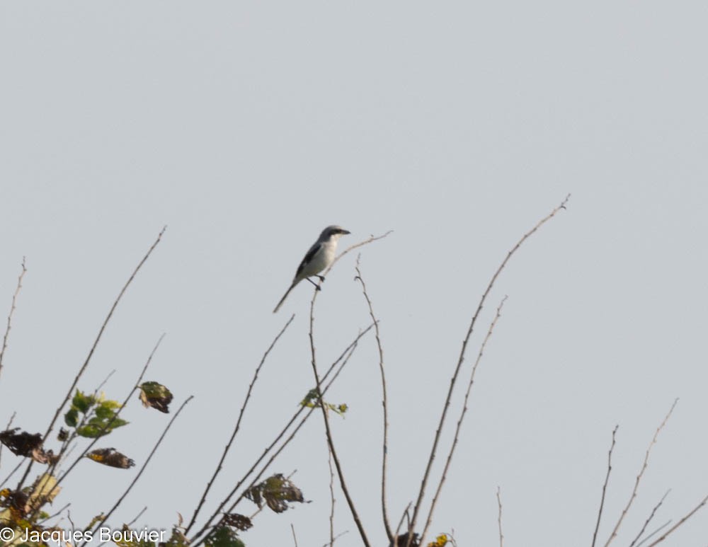 Loggerhead Shrike - ML623672093