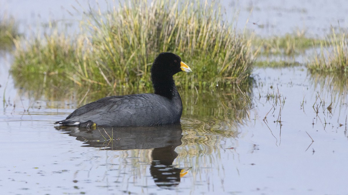 Slate-colored Coot - ML623672105