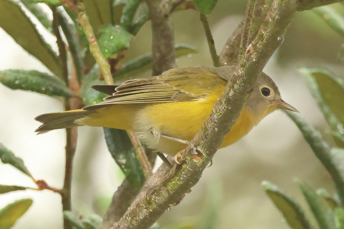 Nashville Warbler - ML623672170