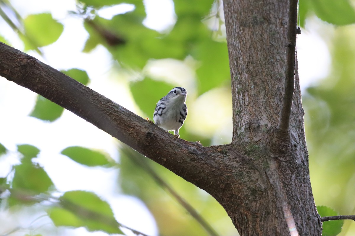 Black-and-white Warbler - ML623672192