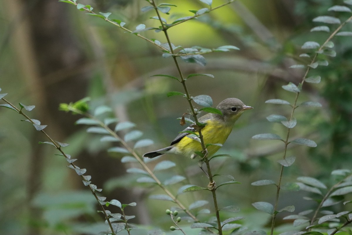 Magnolia Warbler - ML623672196