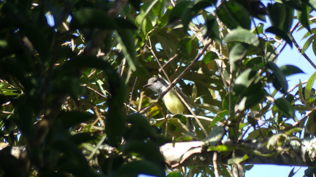 Panama Flycatcher - ML623672197