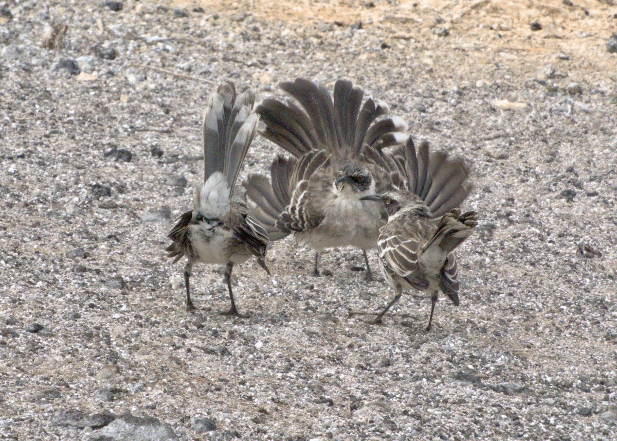 Galapagos Mockingbird - ML623672198