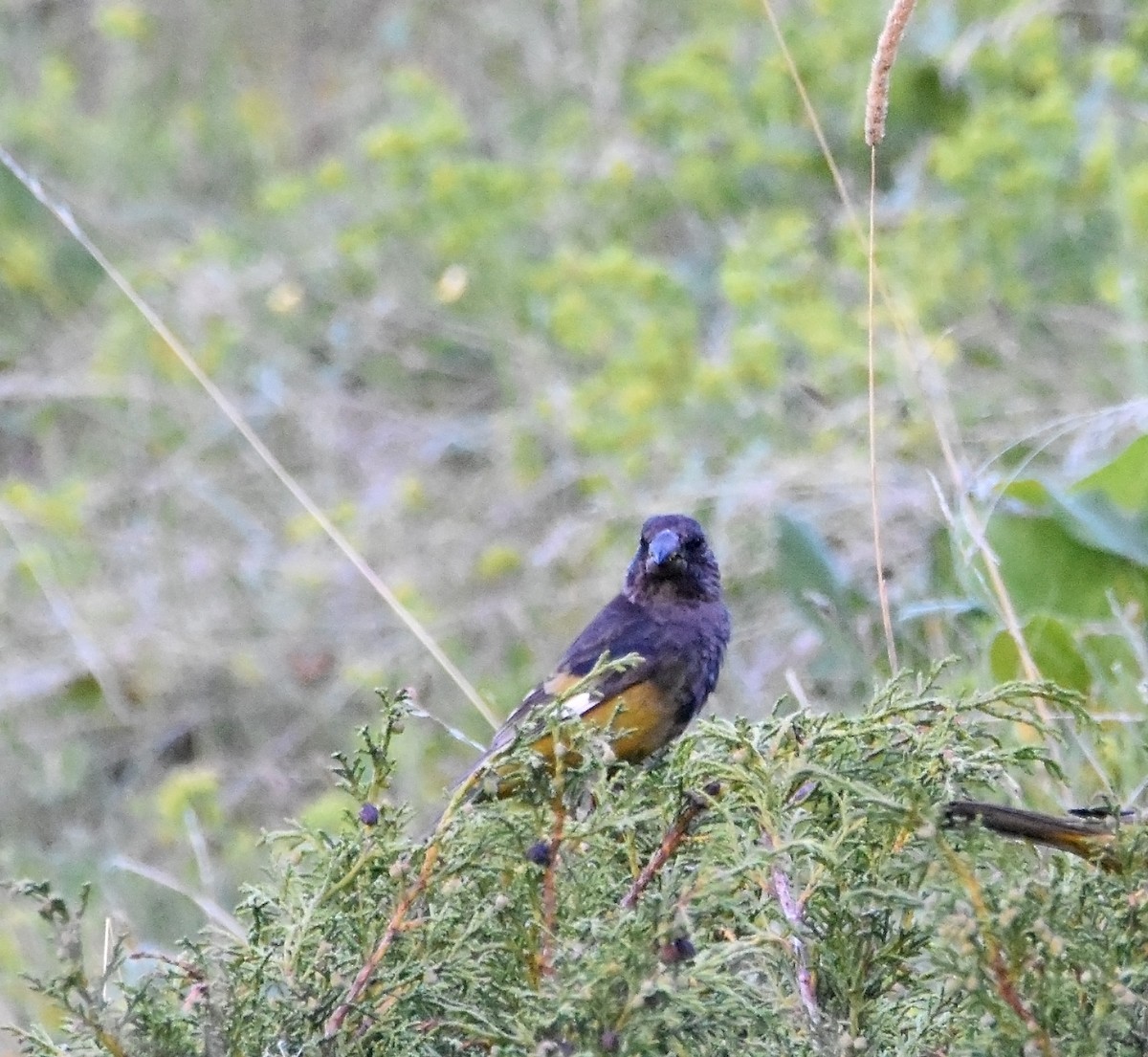 White-winged Grosbeak - ML623672199