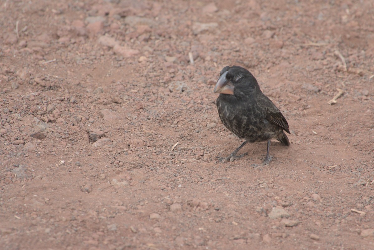 Large Ground-Finch - Natalie Vande Vuss