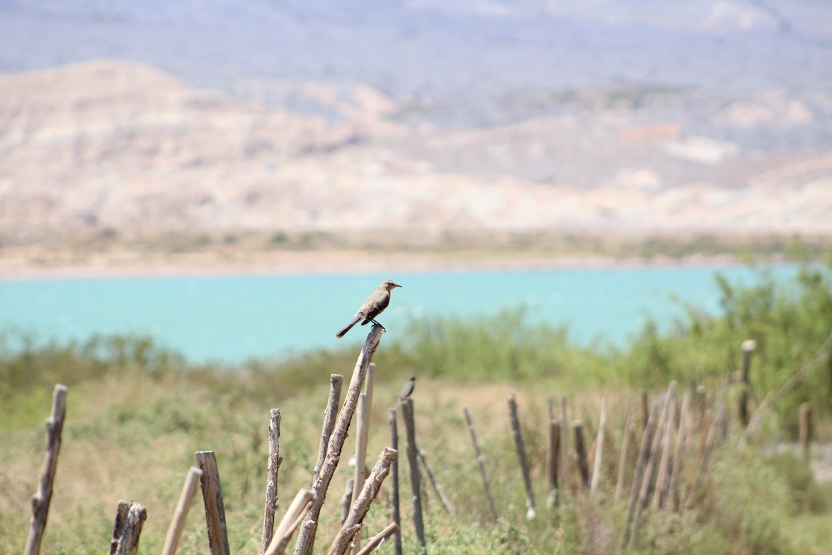 Patagonian Mockingbird - Paulo Frahid