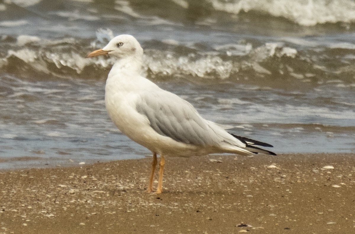 Slender-billed Gull - ML623672223