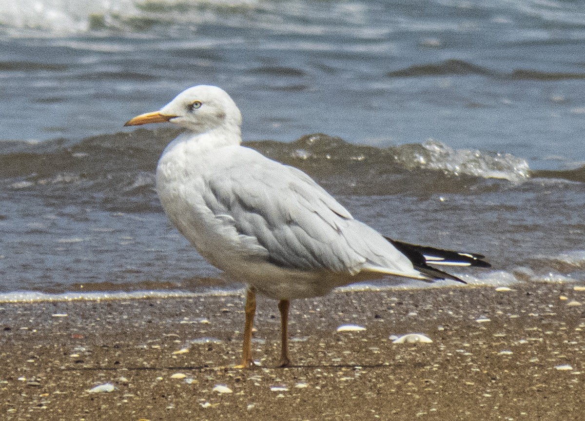 Шөвгөр цахлай - ML623672228