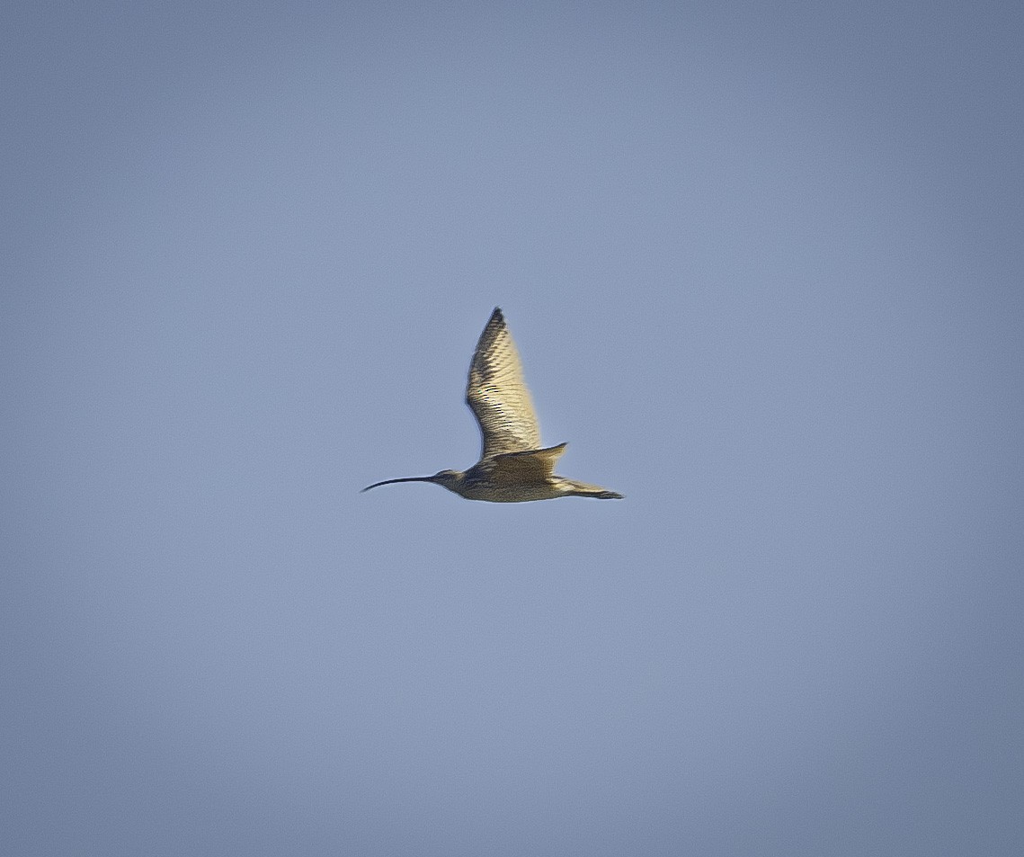 Long-billed Curlew - Jack Chiles