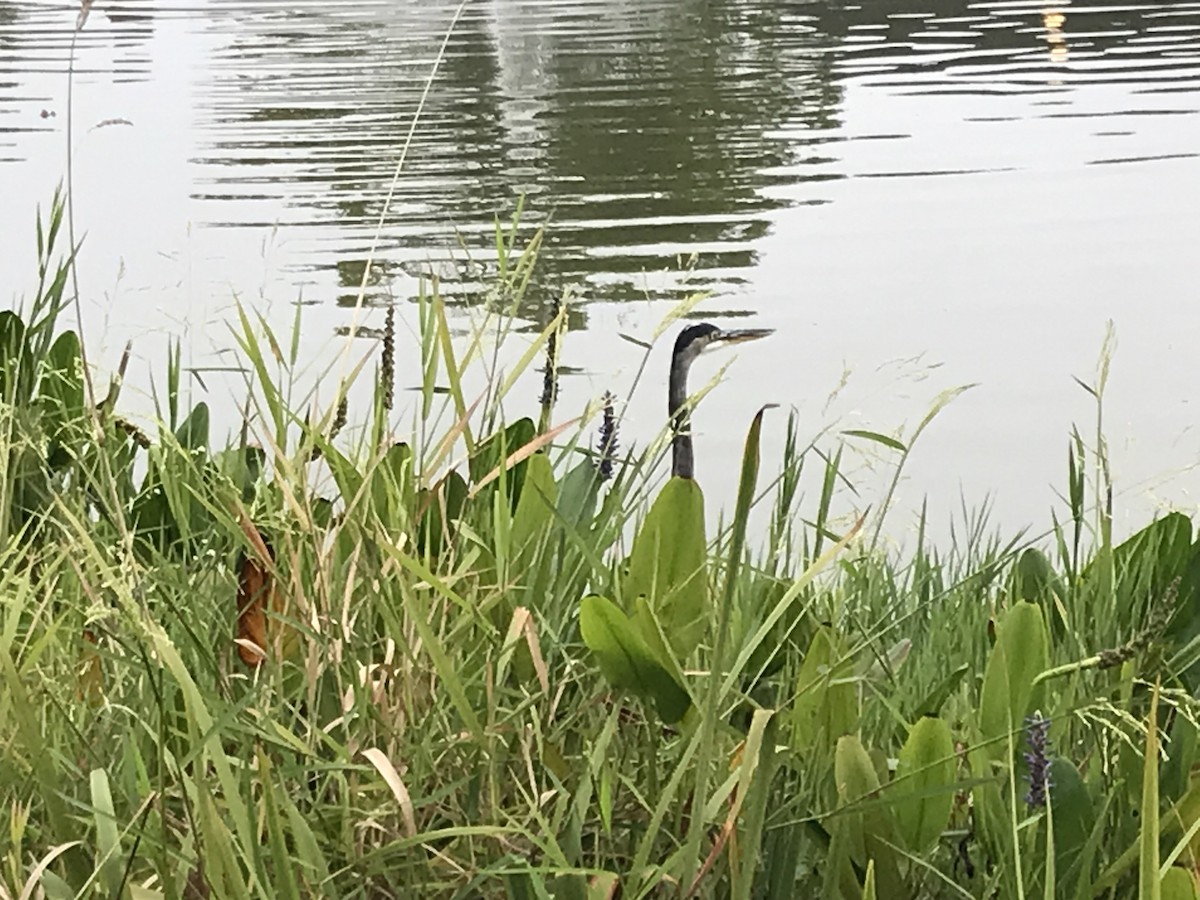 Great Blue Heron - ML623672254