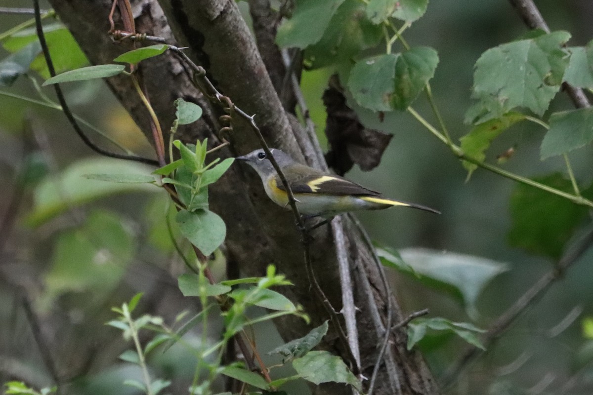 American Redstart - ML623672260