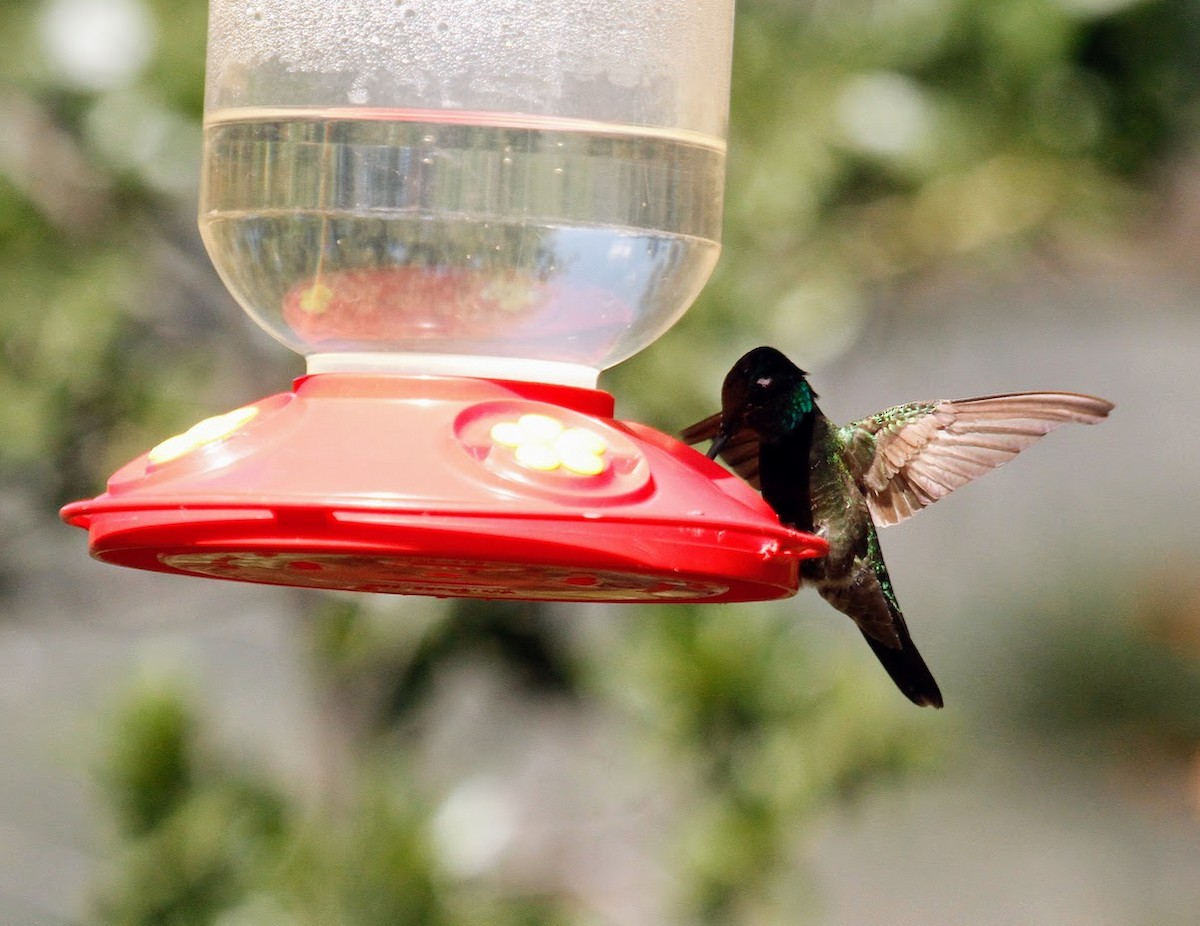 Rivoli's Hummingbird - ML623672270