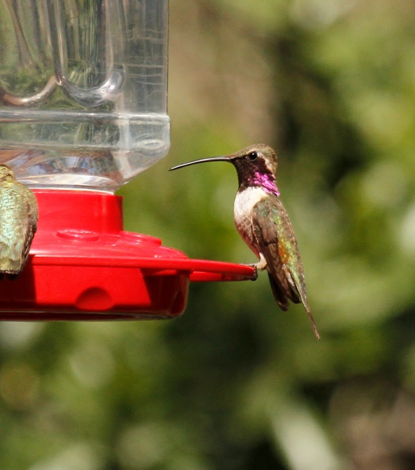 Lucifer Hummingbird - Steve Glover